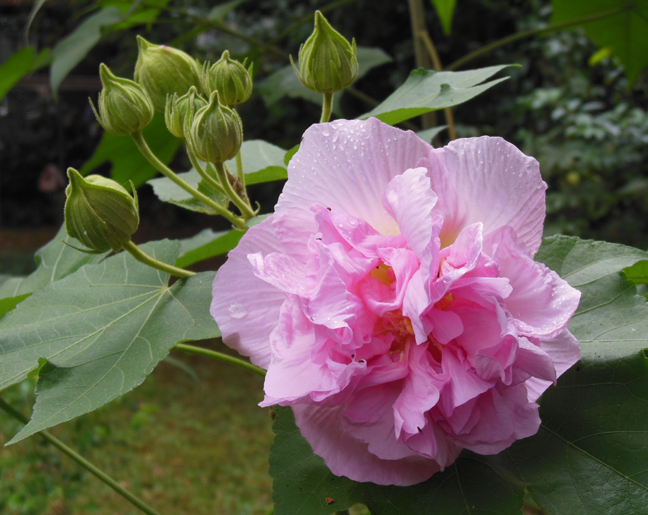 2014 confederate rose bloom