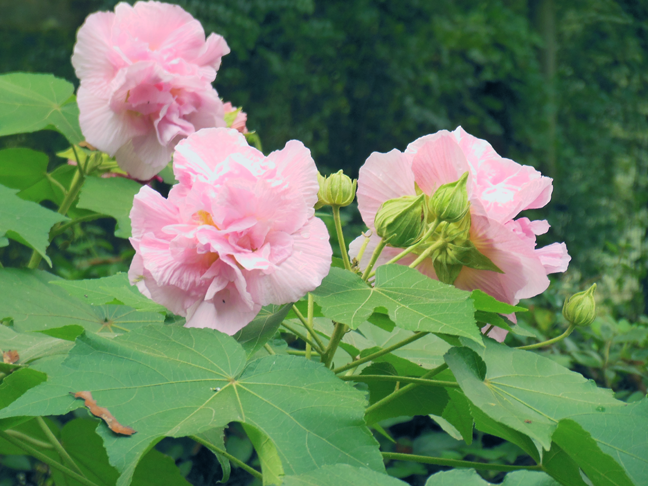 2014 confederate rose bloom