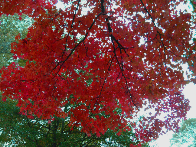 2014-fall-trees-02