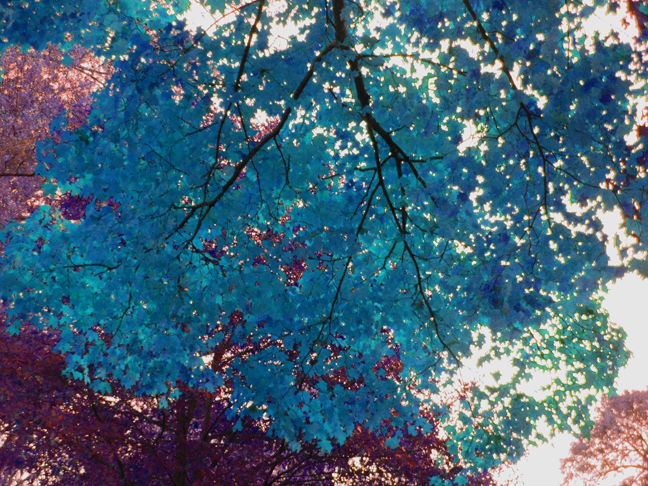 2014-fall-trees-01