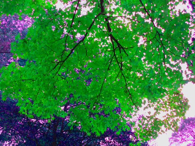 2014-fall-trees-05