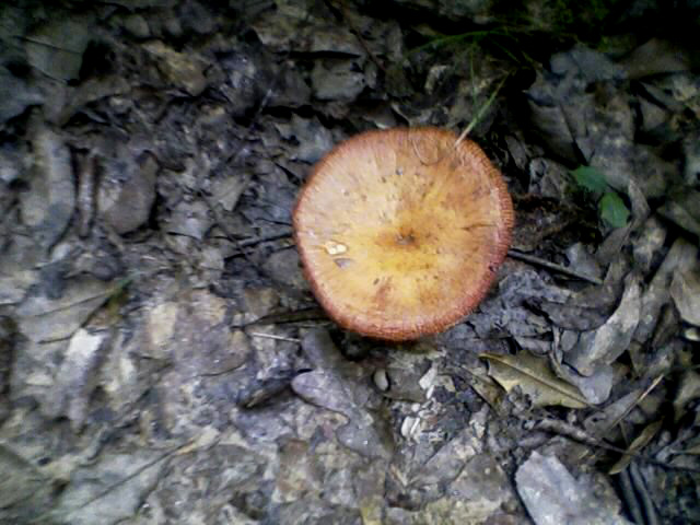 broad-river-orange-mushroom