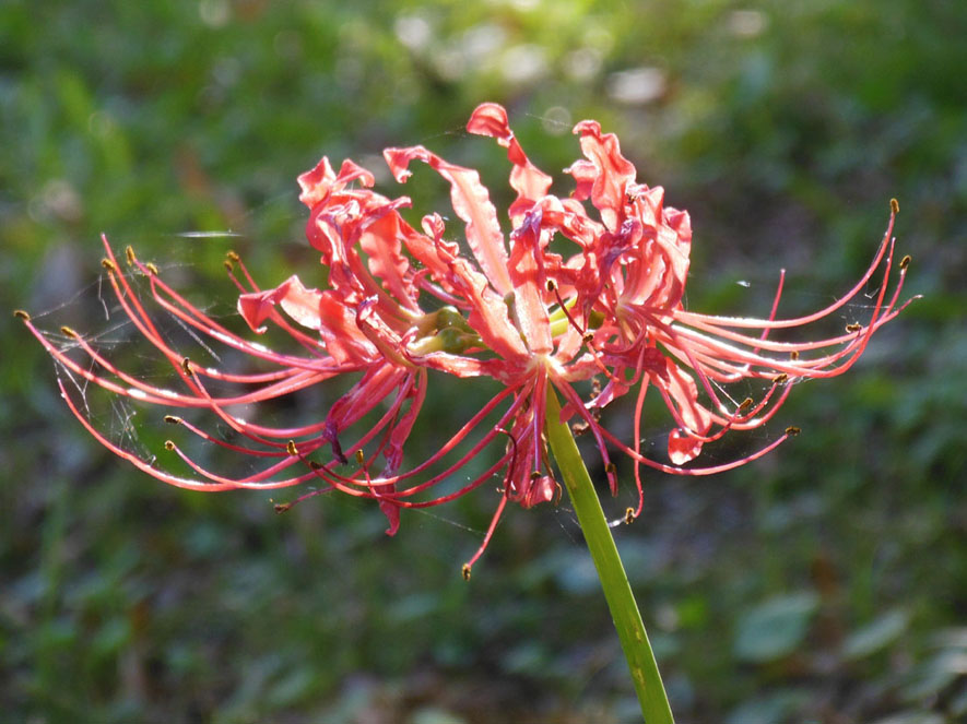 spider lily 01 2014